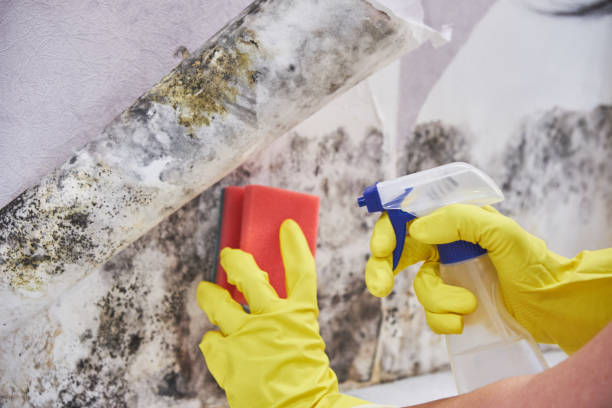 Why You Should Choose Our Mold Remediation Services in Coulee Dam, WA